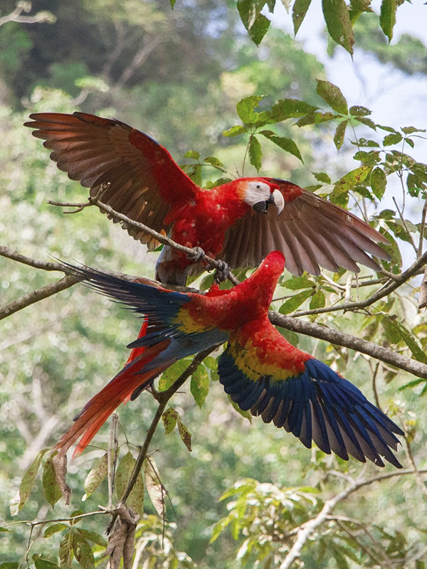 Guacamayas_Fest_03.jpg