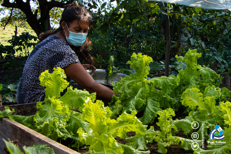 beneficiaria cultivo de lechuga metapán