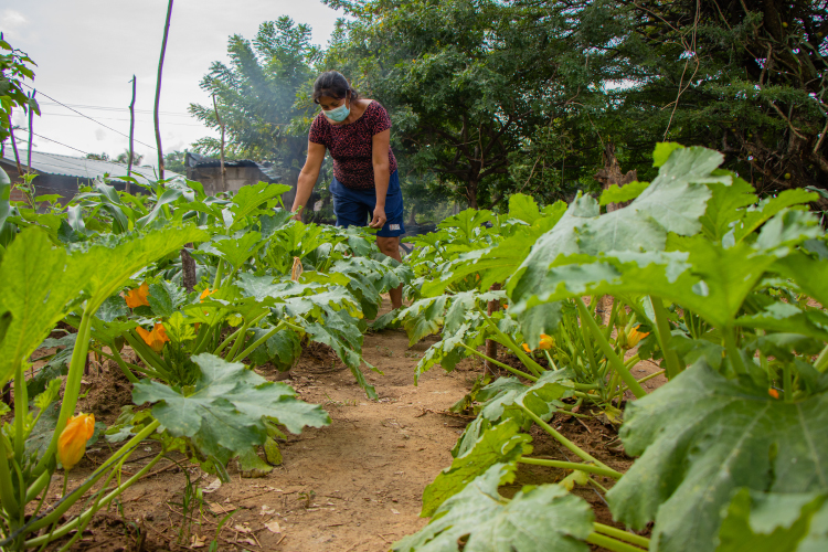 1GARANTIZANDO SEGURIDAD ALIMENTARIA A FAMILIAS DE SAN ANTONIO PAJONAL